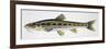 Gudgeon (Gobio Gobio), Cyprinidae, Drawing-null-Framed Giclee Print