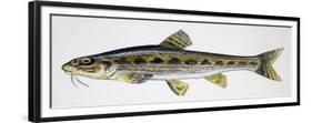 Gudgeon (Gobio Gobio), Cyprinidae, Drawing-null-Framed Giclee Print