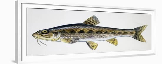 Gudgeon (Gobio Gobio), Cyprinidae, Drawing-null-Framed Giclee Print