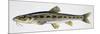 Gudgeon (Gobio Gobio), Cyprinidae, Drawing-null-Mounted Giclee Print