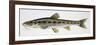 Gudgeon (Gobio Gobio), Cyprinidae, Drawing-null-Framed Giclee Print