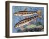 Gudgeon (Gobio Gobio), Cyprinidae, Drawing-null-Framed Giclee Print