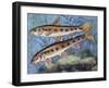 Gudgeon (Gobio Gobio), Cyprinidae, Drawing-null-Framed Giclee Print