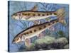 Gudgeon (Gobio Gobio), Cyprinidae, Drawing-null-Stretched Canvas