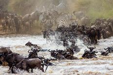 Big Herd of Wildebeest is about Mara River. Great Migration. Kenya. Tanzania. Masai Mara National P-GUDKOV ANDREY-Framed Photographic Print