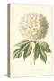 Guelder Rose-Frederick Edward Hulme-Stretched Canvas