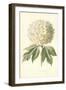 Guelder Rose-Frederick Edward Hulme-Framed Giclee Print