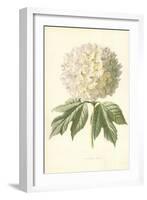 Guelder Rose-Frederick Edward Hulme-Framed Giclee Print