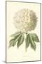 Guelder Rose-Frederick Edward Hulme-Mounted Giclee Print