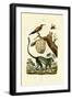 Guenon, 1833-39-null-Framed Giclee Print