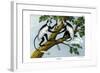 Guereza Monkey, 1860-null-Framed Giclee Print