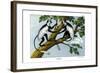 Guereza Monkey, 1860-null-Framed Giclee Print