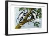 Guereza Monkey, 1860-null-Framed Giclee Print