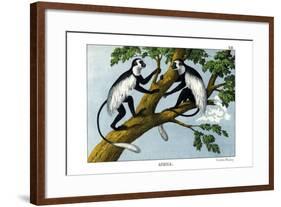 Guereza Monkey, 1860-null-Framed Giclee Print