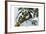 Guereza Monkey, 1860-null-Framed Giclee Print