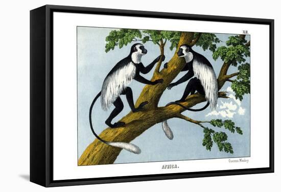 Guereza Monkey, 1860-null-Framed Stretched Canvas