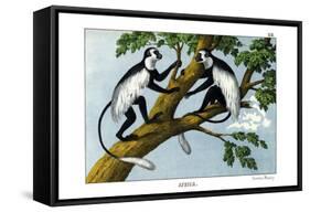 Guereza Monkey, 1860-null-Framed Stretched Canvas