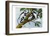 Guereza Monkey, 1860-null-Framed Giclee Print