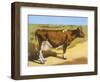 Guernsey Cow 1899-null-Framed Art Print