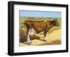 Guernsey Cow 1899-null-Framed Art Print