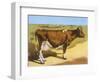 Guernsey Cow 1899-null-Framed Art Print