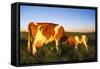 Guernsey Cow and Calf in Psture, Late Afternoon, Dekalb, Illinois, USA-Lynn M^ Stone-Framed Stretched Canvas