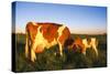 Guernsey Cow and Calf in Psture, Late Afternoon, Dekalb, Illinois, USA-Lynn M^ Stone-Stretched Canvas