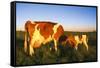 Guernsey Cow and Calf in Psture, Late Afternoon, Dekalb, Illinois, USA-Lynn M^ Stone-Framed Stretched Canvas