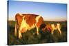 Guernsey Cow and Calf in Psture, Late Afternoon, Dekalb, Illinois, USA-Lynn M^ Stone-Stretched Canvas