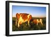 Guernsey Cow and Calf in Psture, Late Afternoon, Dekalb, Illinois, USA-Lynn M^ Stone-Framed Photographic Print