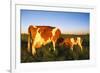 Guernsey Cow and Calf in Psture, Late Afternoon, Dekalb, Illinois, USA-Lynn M^ Stone-Framed Photographic Print