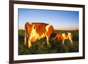 Guernsey Cow and Calf in Psture, Late Afternoon, Dekalb, Illinois, USA-Lynn M^ Stone-Framed Photographic Print