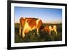 Guernsey Cow and Calf in Psture, Late Afternoon, Dekalb, Illinois, USA-Lynn M^ Stone-Framed Photographic Print