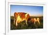 Guernsey Cow and Calf in Psture, Late Afternoon, Dekalb, Illinois, USA-Lynn M^ Stone-Framed Photographic Print