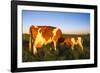 Guernsey Cow and Calf in Psture, Late Afternoon, Dekalb, Illinois, USA-Lynn M^ Stone-Framed Photographic Print