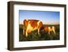 Guernsey Cow and Calf in Psture, Late Afternoon, Dekalb, Illinois, USA-Lynn M^ Stone-Framed Photographic Print