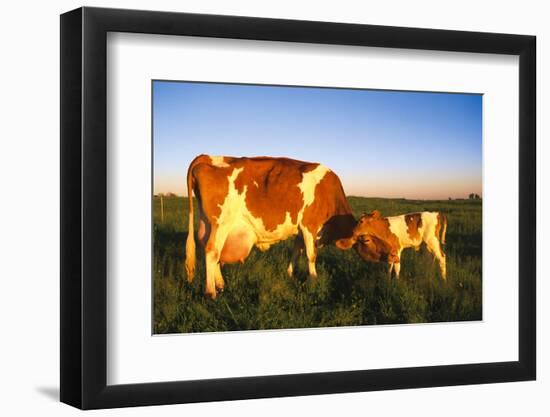 Guernsey Cow and Calf in Psture, Late Afternoon, Dekalb, Illinois, USA-Lynn M^ Stone-Framed Photographic Print