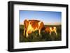 Guernsey Cow and Calf in Psture, Late Afternoon, Dekalb, Illinois, USA-Lynn M^ Stone-Framed Photographic Print