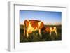 Guernsey Cow and Calf in Psture, Late Afternoon, Dekalb, Illinois, USA-Lynn M^ Stone-Framed Photographic Print