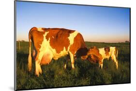 Guernsey Cow and Calf in Psture, Late Afternoon, Dekalb, Illinois, USA-Lynn M^ Stone-Mounted Photographic Print