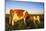 Guernsey Cow and Calf in Psture, Late Afternoon, Dekalb, Illinois, USA-Lynn M^ Stone-Mounted Photographic Print