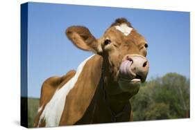 Guernsey Cow Chewing Cud in Lush Spring Meadow, Granby, Connecticut, USA-Lynn M^ Stone-Stretched Canvas