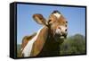 Guernsey Cow Chewing Cud in Lush Spring Meadow, Granby, Connecticut, USA-Lynn M^ Stone-Framed Stretched Canvas