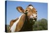 Guernsey Cow Chewing Cud in Lush Spring Meadow, Granby, Connecticut, USA-Lynn M^ Stone-Stretched Canvas