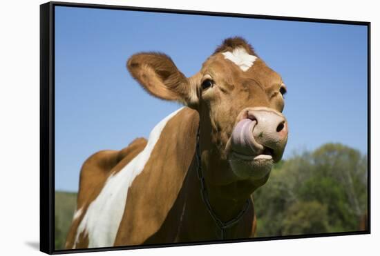 Guernsey Cow Chewing Cud in Lush Spring Meadow, Granby, Connecticut, USA-Lynn M^ Stone-Framed Stretched Canvas