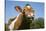 Guernsey Cow Chewing Cud in Lush Spring Meadow, Granby, Connecticut, USA-Lynn M^ Stone-Stretched Canvas