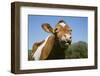 Guernsey Cow Chewing Cud in Lush Spring Meadow, Granby, Connecticut, USA-Lynn M^ Stone-Framed Photographic Print