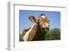 Guernsey Cow Chewing Cud in Lush Spring Meadow, Granby, Connecticut, USA-Lynn M^ Stone-Framed Photographic Print