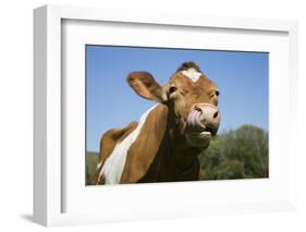 Guernsey Cow Chewing Cud in Lush Spring Meadow, Granby, Connecticut, USA-Lynn M^ Stone-Framed Photographic Print