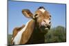 Guernsey Cow Chewing Cud in Lush Spring Meadow, Granby, Connecticut, USA-Lynn M^ Stone-Mounted Photographic Print